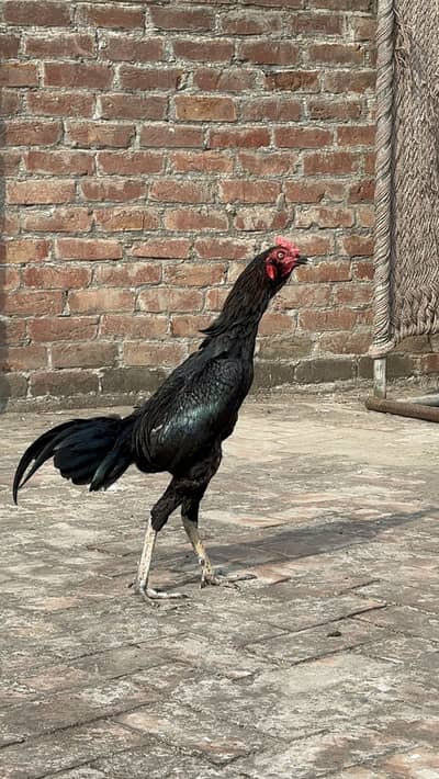 Indian Aseel Galwa