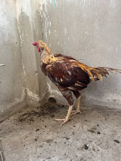 Aseel beautiful pair for sell
