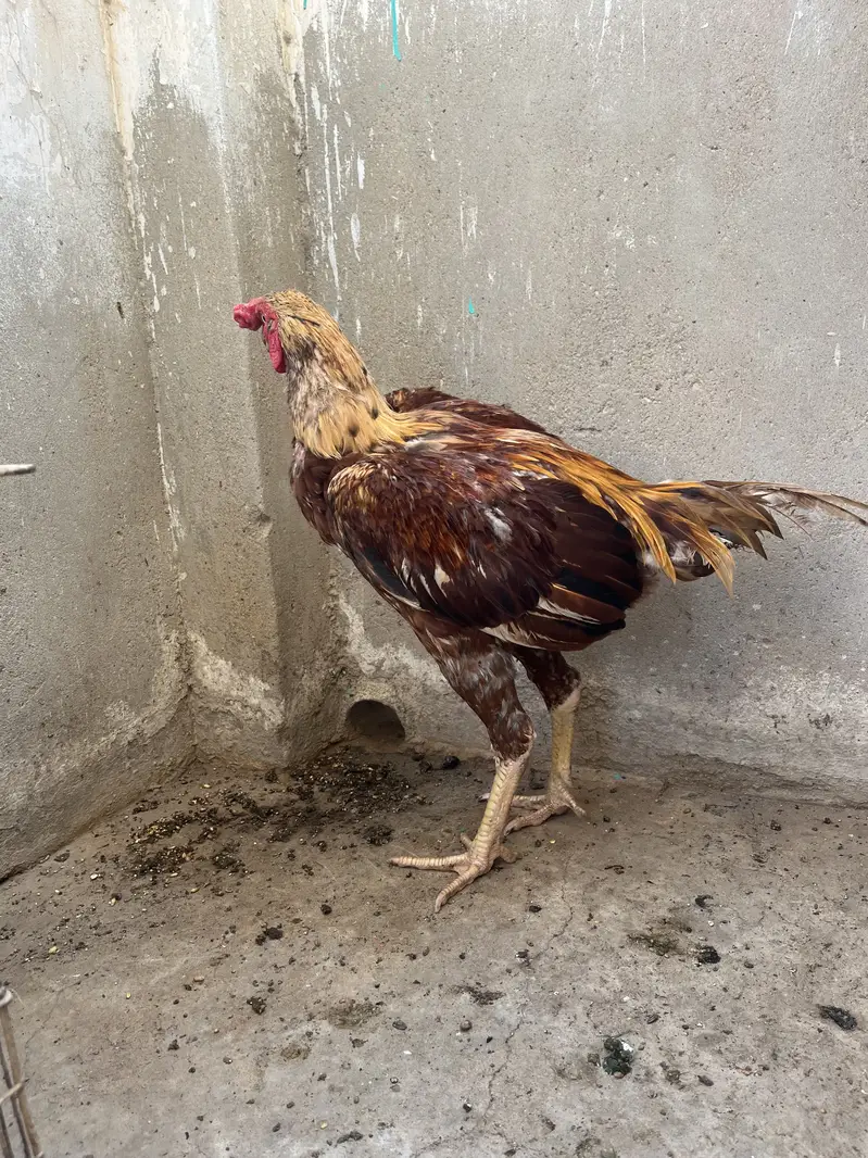 Aseel beautiful pair for sell — photo 2