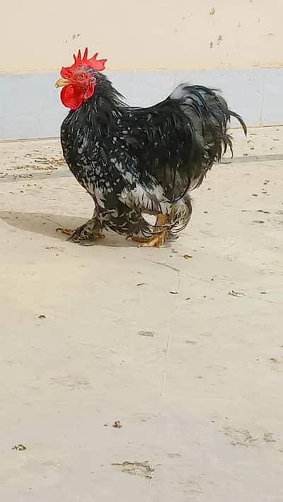bantum,bentum ,fancy, molten, molted, zero size