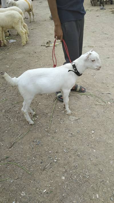 Teddy Bakra Munda