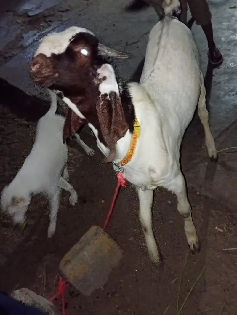Kheera bacha / Breeder Quality / Male / Qurbani 2027 — photo 2