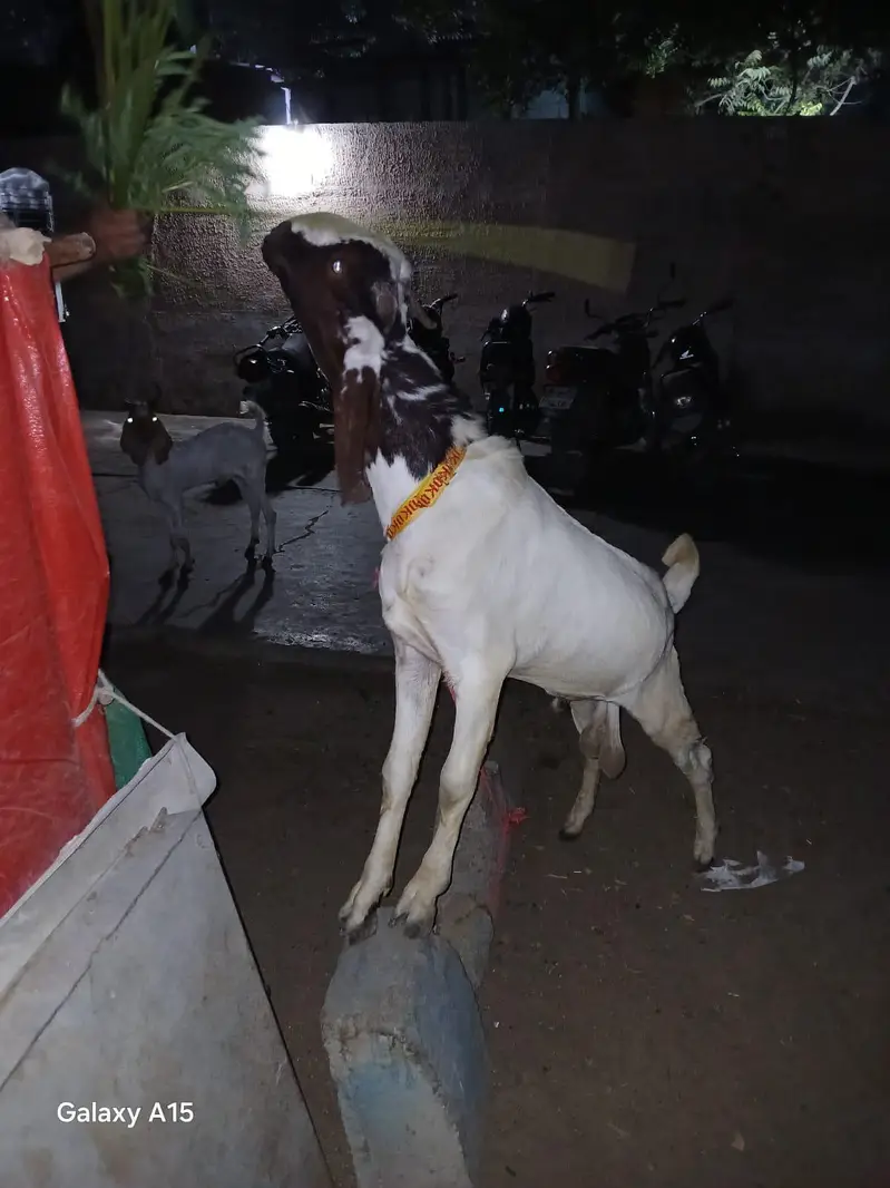 Kheera bacha / Breeder Quality / Male / Qurbani 2027 — photo 3