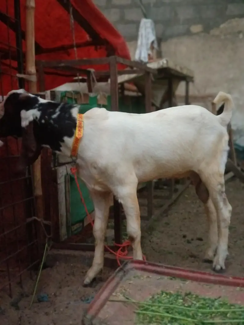 Kheera bacha / Breeder Quality / Male / Qurbani 2027 — photo 4