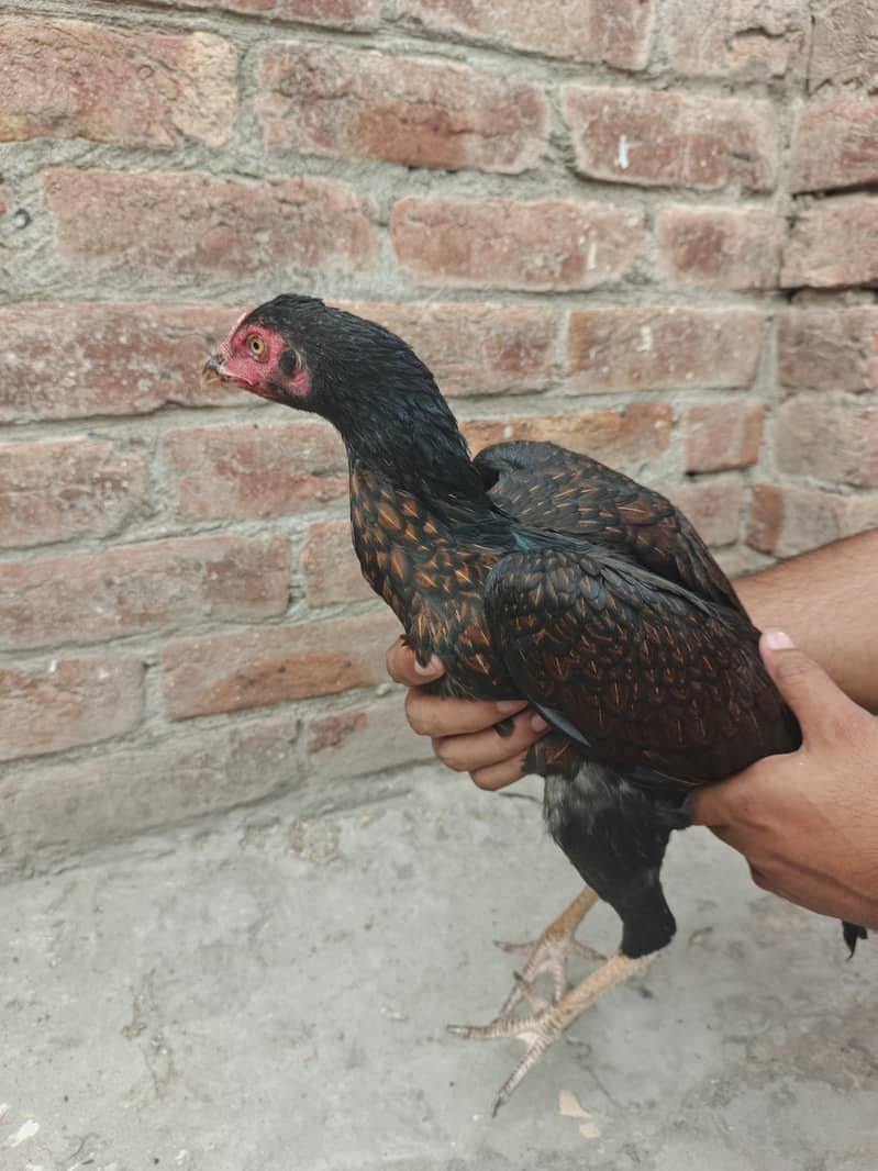 Aseel Rooster 7