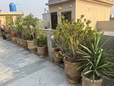 Plants with 24” and 18” pots