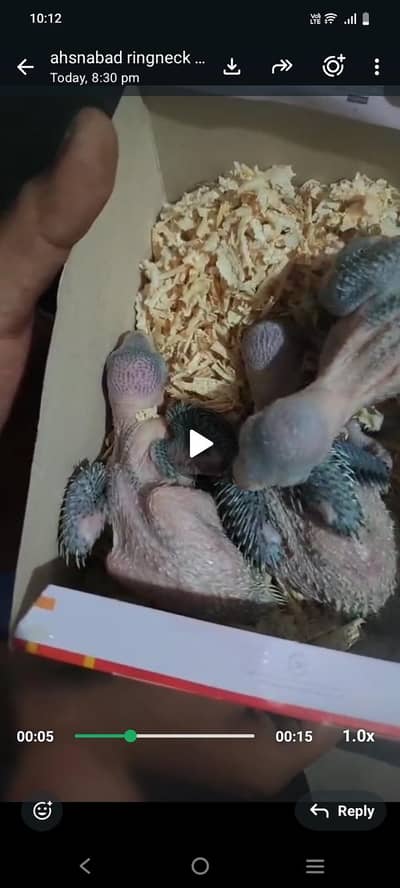 green ringneck chick