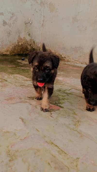 male gsd black mask