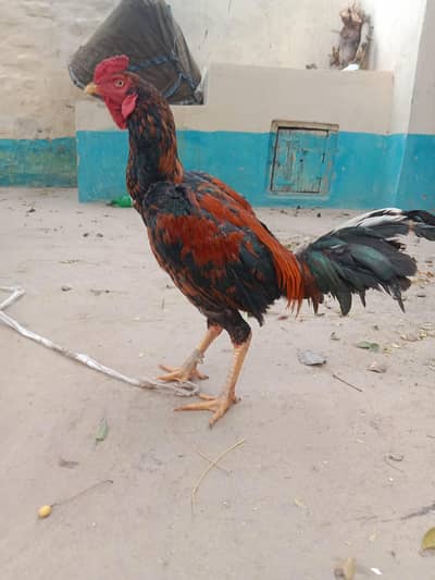 aseel murga