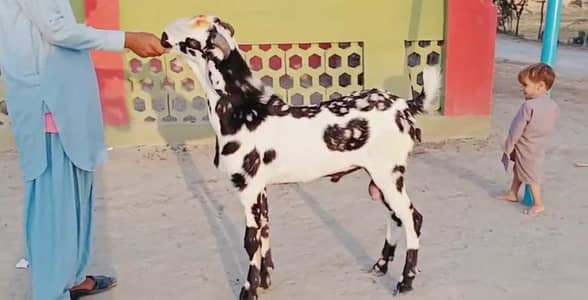 Bakra urgent for sale call me