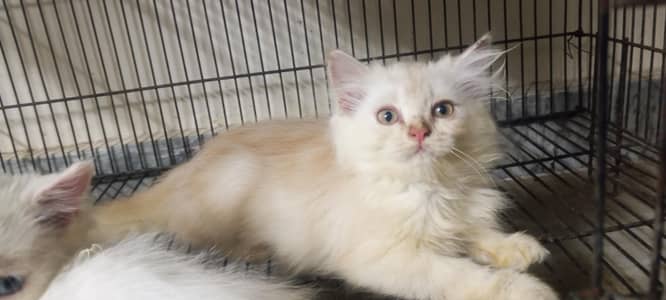 Persian cutties