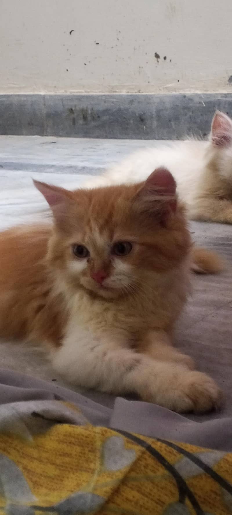 Persian cutties 1