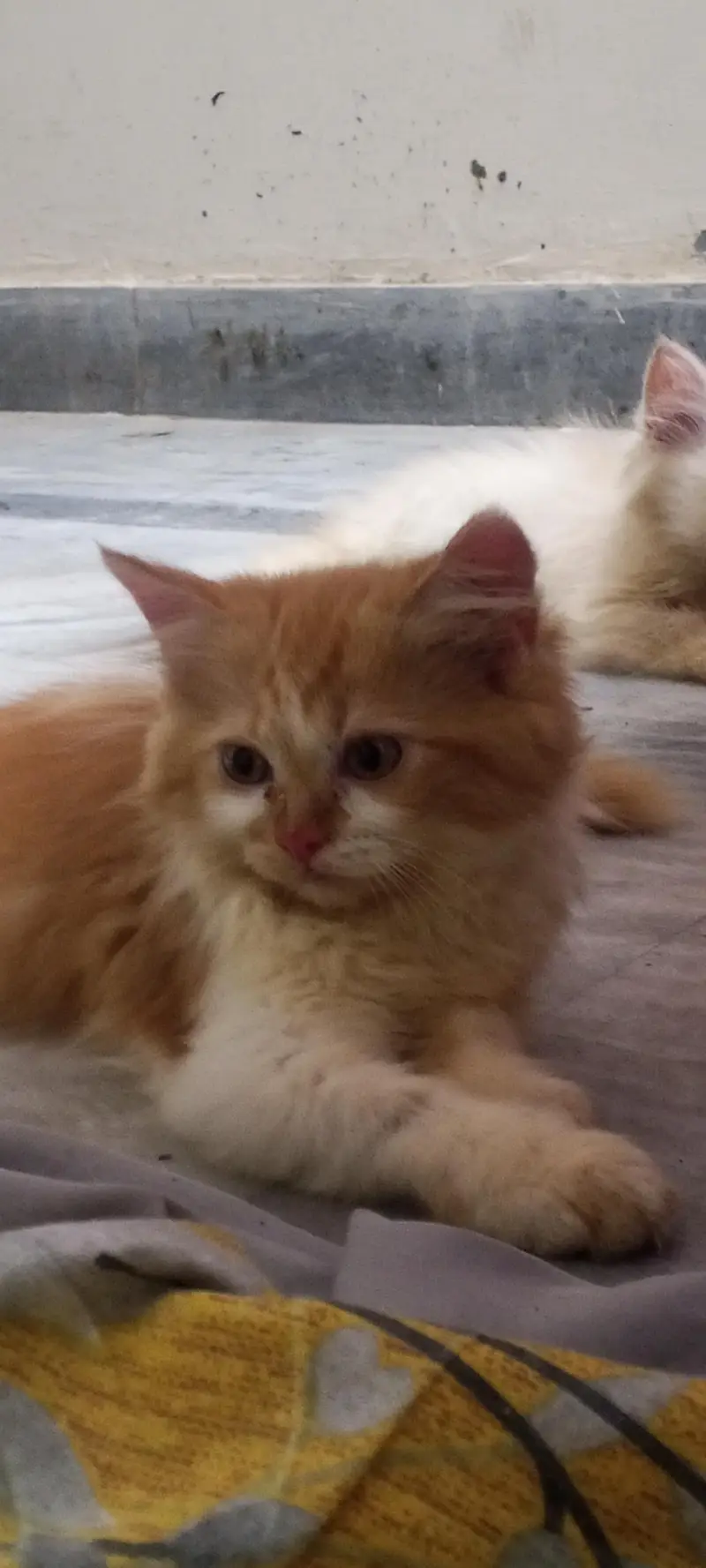 persian kittens — photo 2