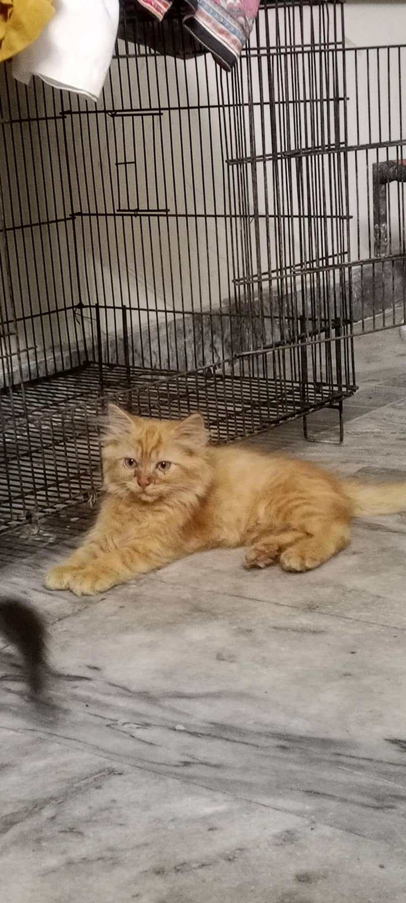 Persian cutties 2