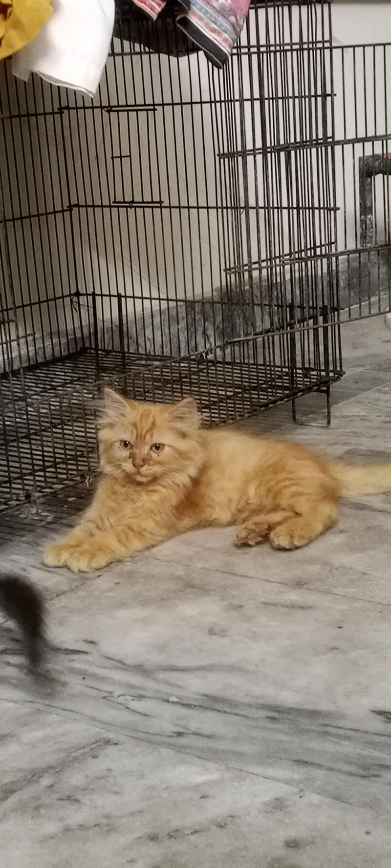 persian kittens — photo 3