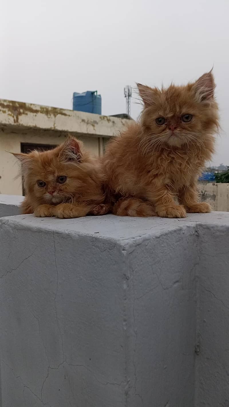 Persian cutties 3