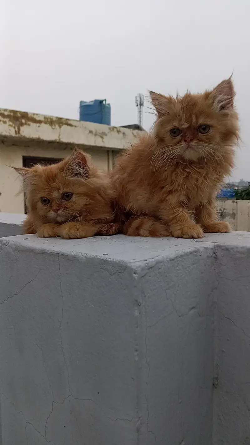 persian kittens — photo 4