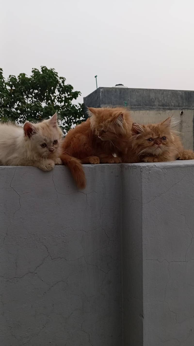 Persian cutties 4