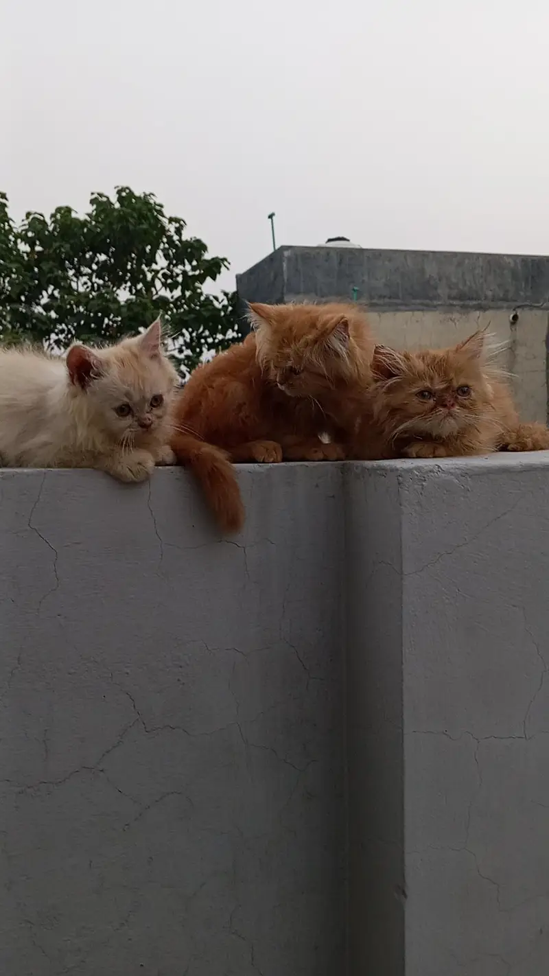 persian kittens — photo 5