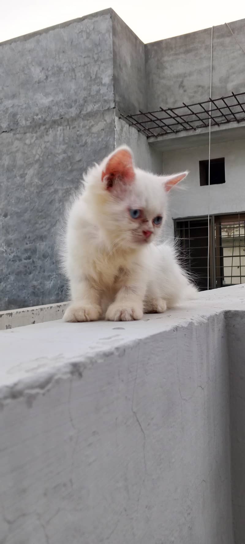 Persian cutties 5
