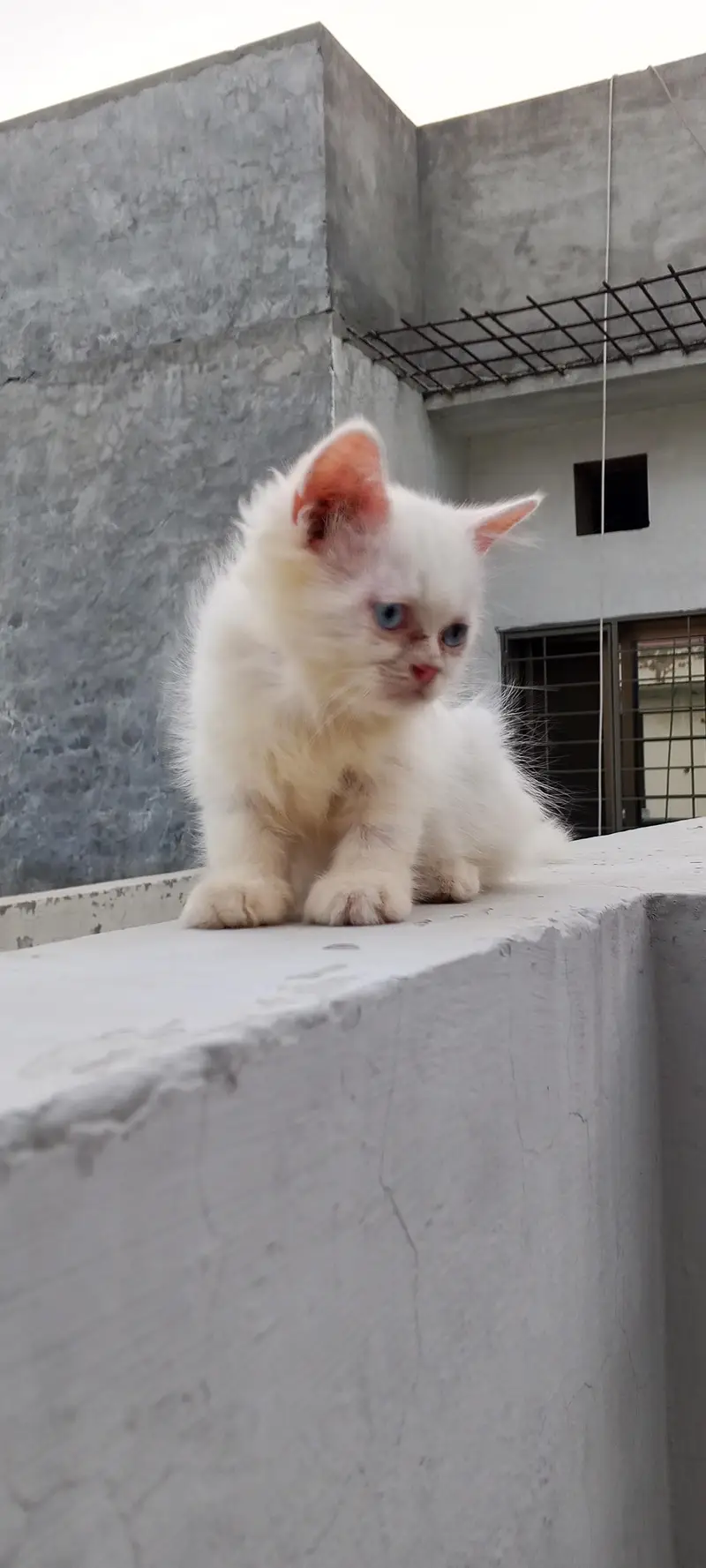 persian kittens — photo 6
