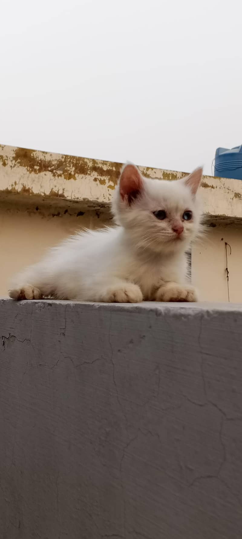Persian cutties 6