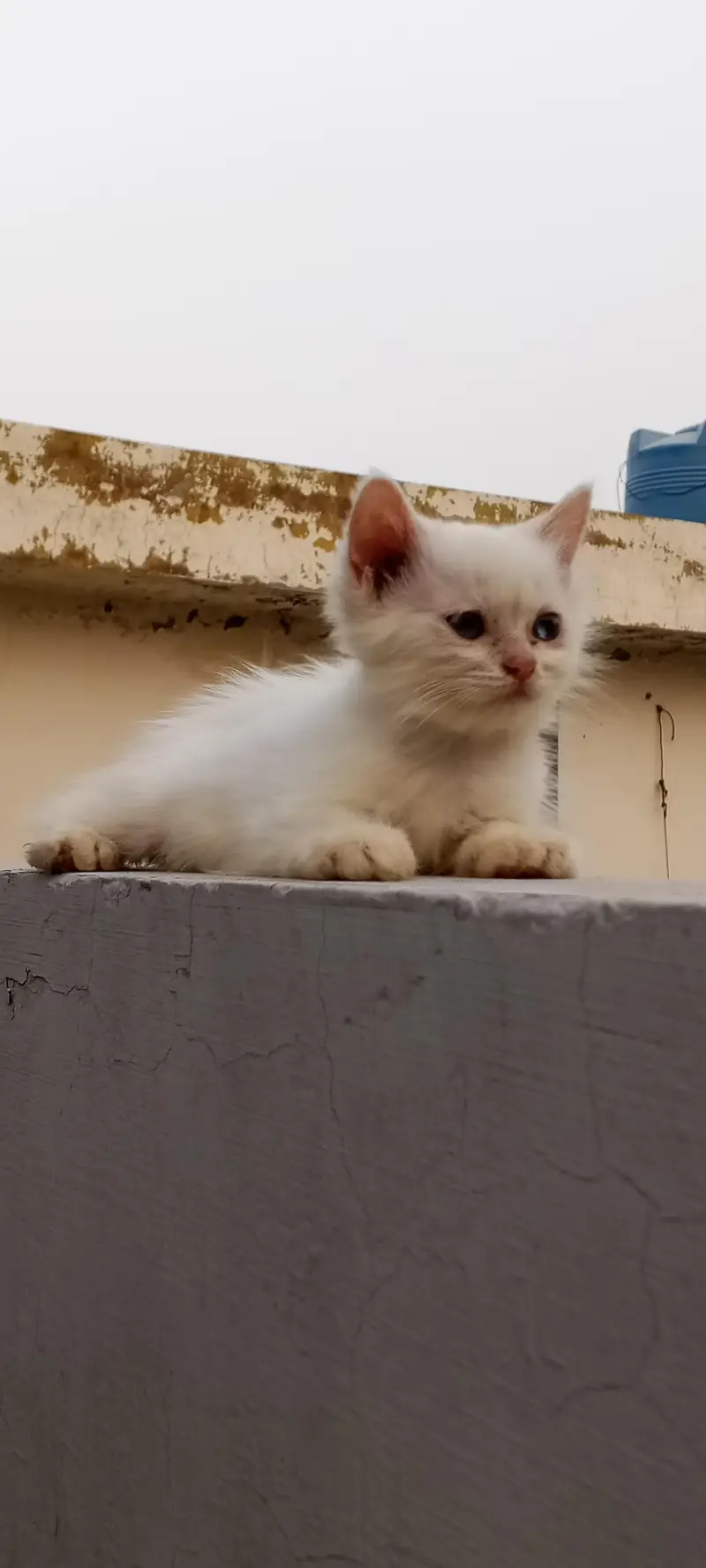 persian kittens — photo 7