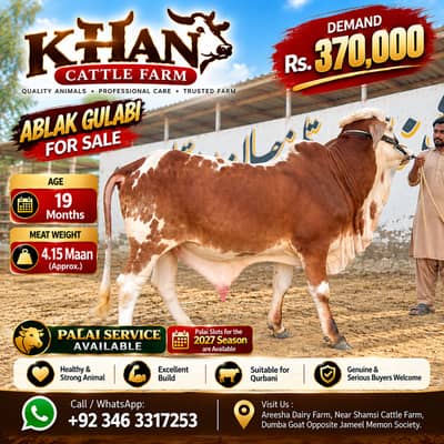 Ablak Gulabi Cow for Sale | 19 Months | 4.15 Maan Meat Weight | Rs. 3