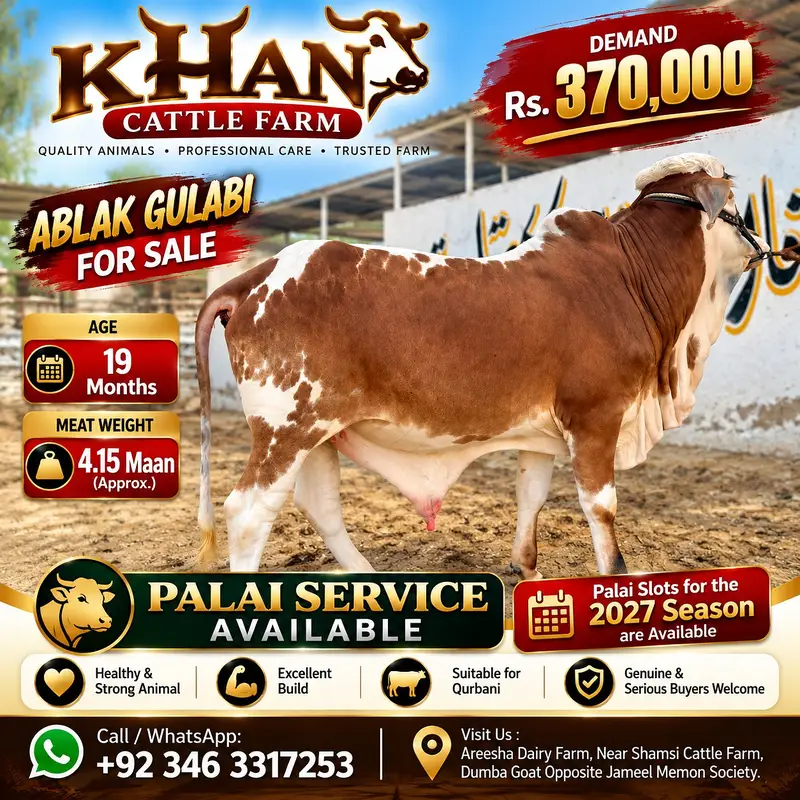 Ablak Gulabi Cow for Sale | 19 Months | 4.15 Maan Meat Weight | Rs. 3 — photo 3