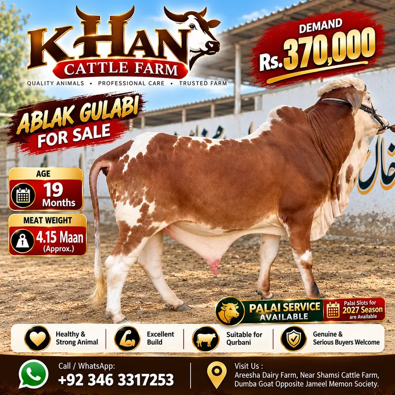 Ablak Gulabi Cow for Sale | 19 Months | 4.15 Maan Meat Weight | Rs. 3 — photo 4