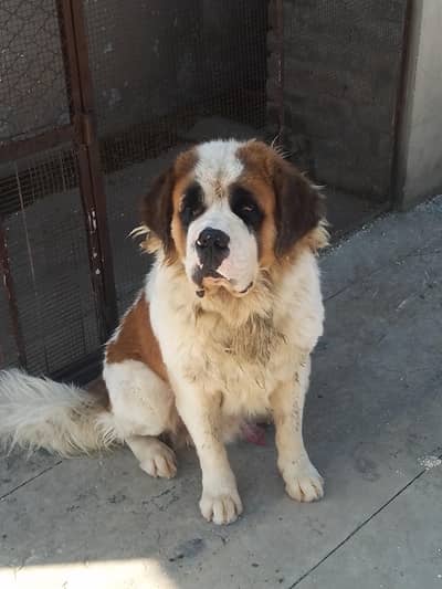 Saint Bernard breeder male