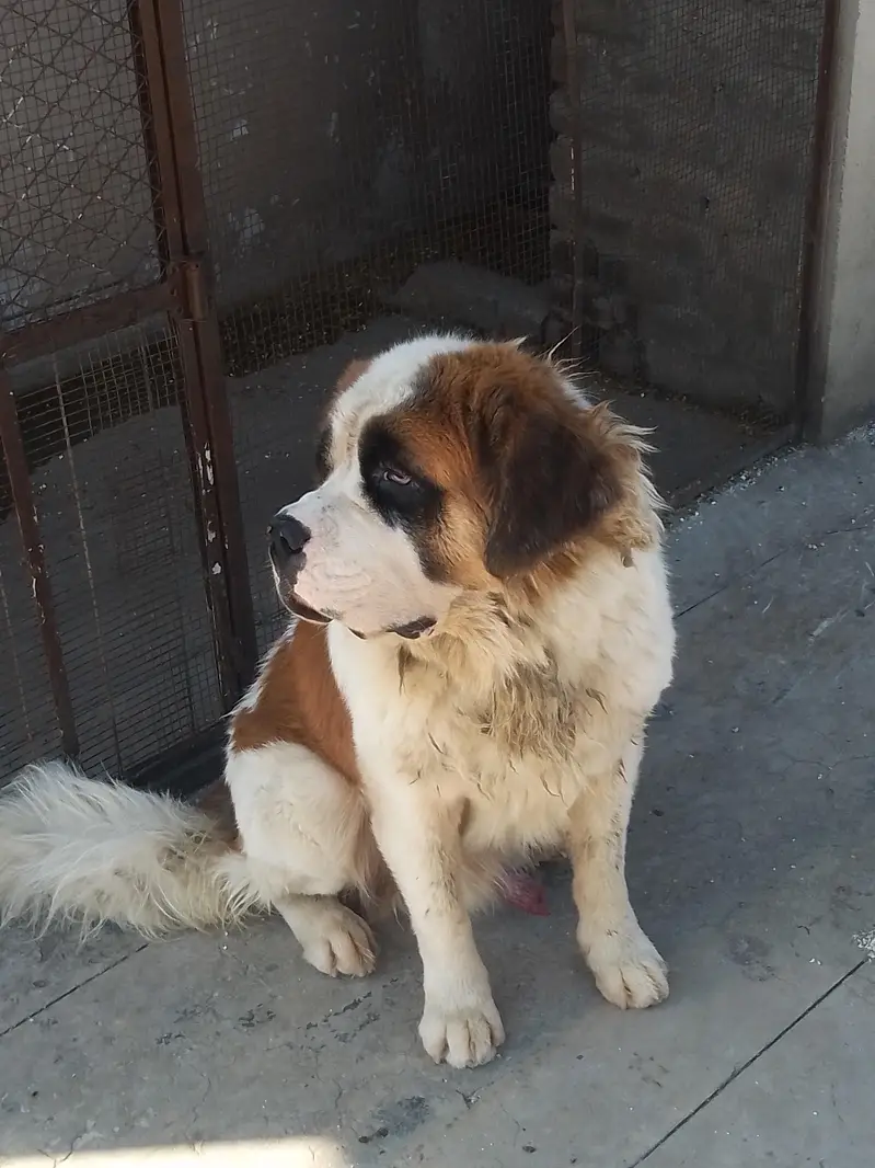 Saint Bernard breeder male — photo 2