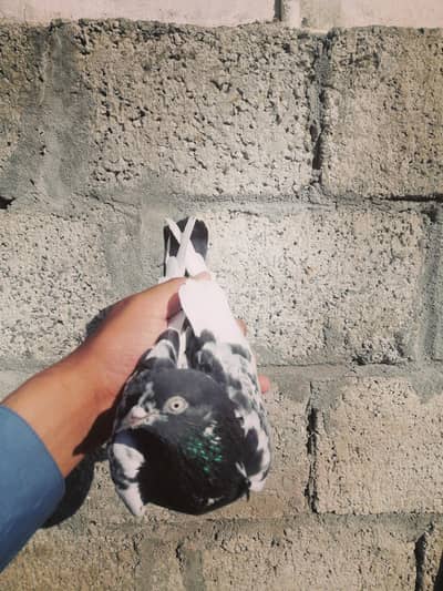 Teddy Pigeon Female available for sale.