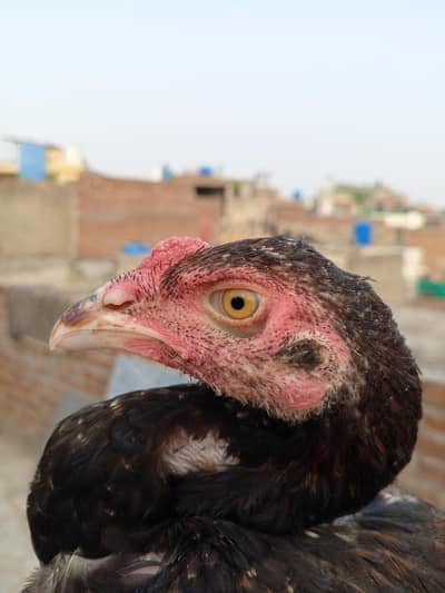 Shamo Birds available