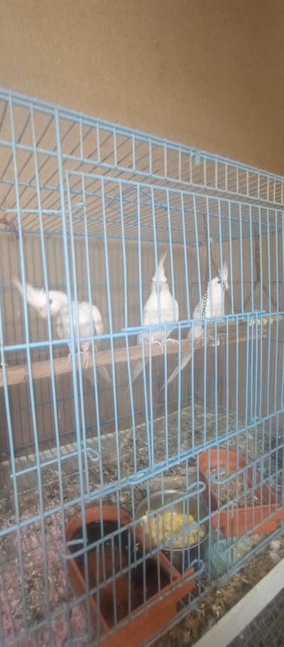 3 Cockatiels with Cage for Sale