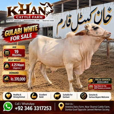 Gulabi Bachra for Sale | 19 Months | 4.25 Maan | Gulabi  bachra | Bull