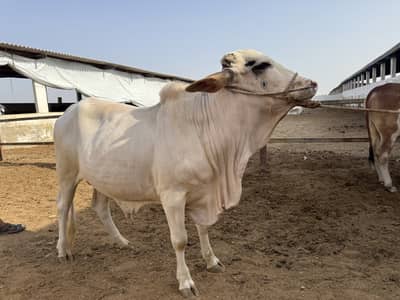 Gulabi Bachra for Sale | 19 Months | 4.25 Maan | Gulabi  bachra | Bull
