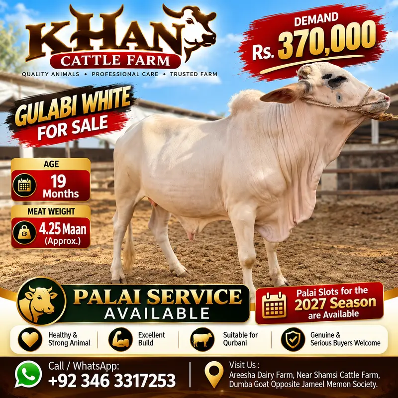 Gulabi Bachra for Sale | 19 Months | 4.25 Maan | Gulabi  bachra | Bull — photo 3