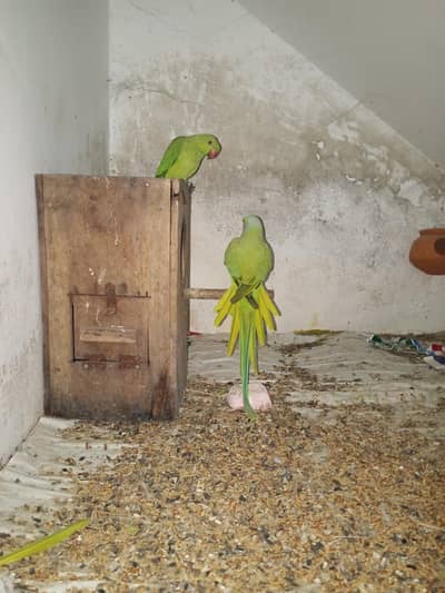 kashmiri parrots pair sell