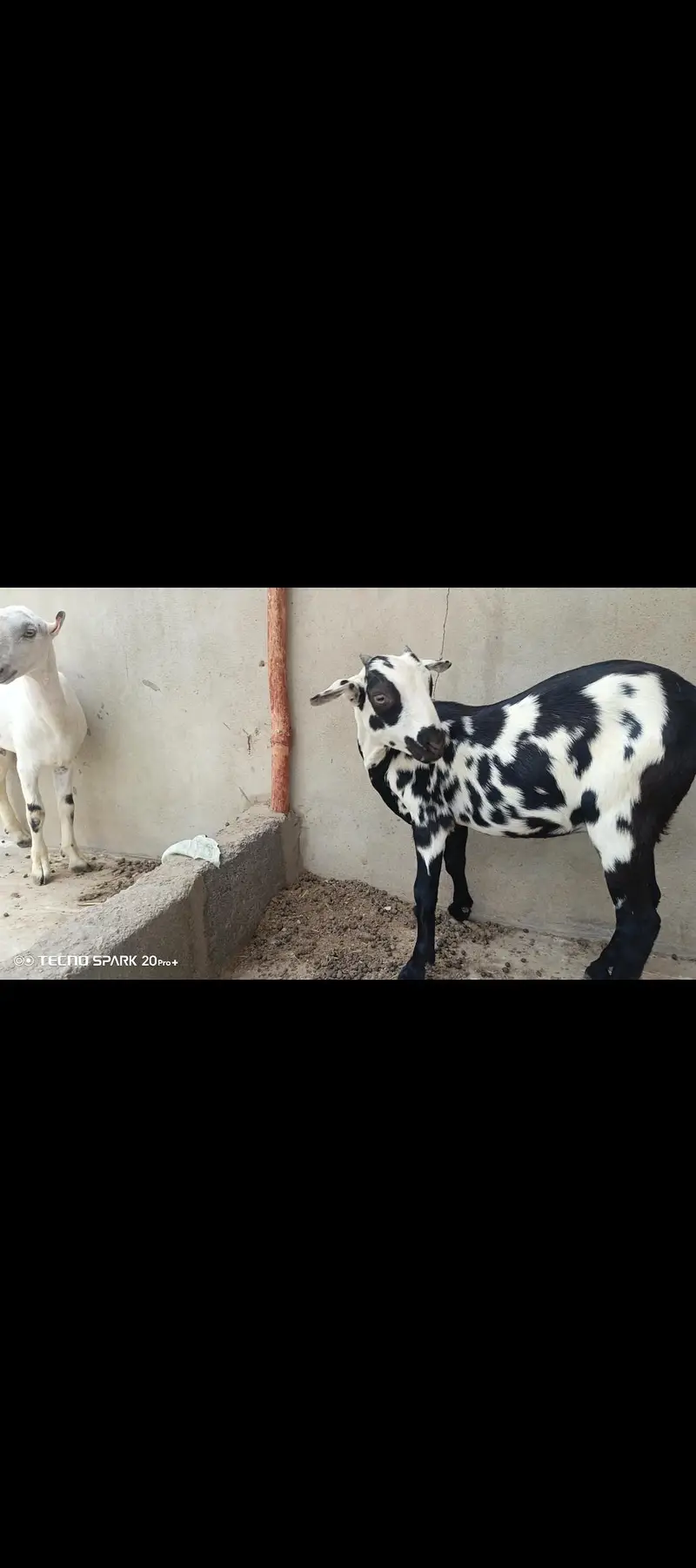 Teddy bakray For sale | Best pair for ablak breeding | bakray — photo 2