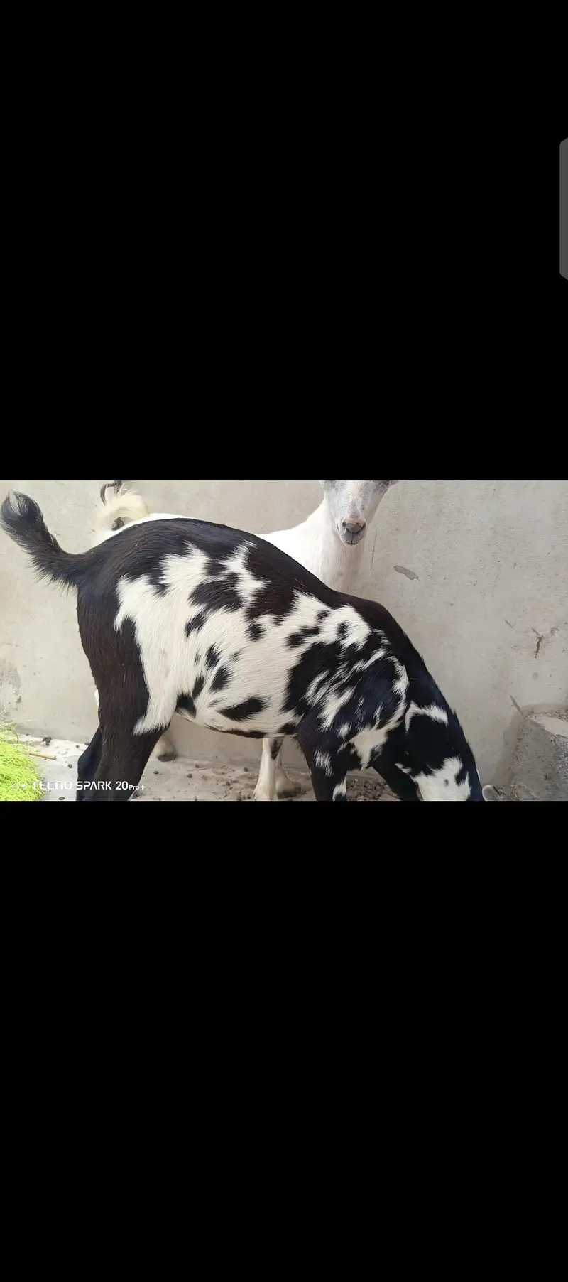 Teddy bakray For sale | Best pair for ablak breeding | bakray — photo 3