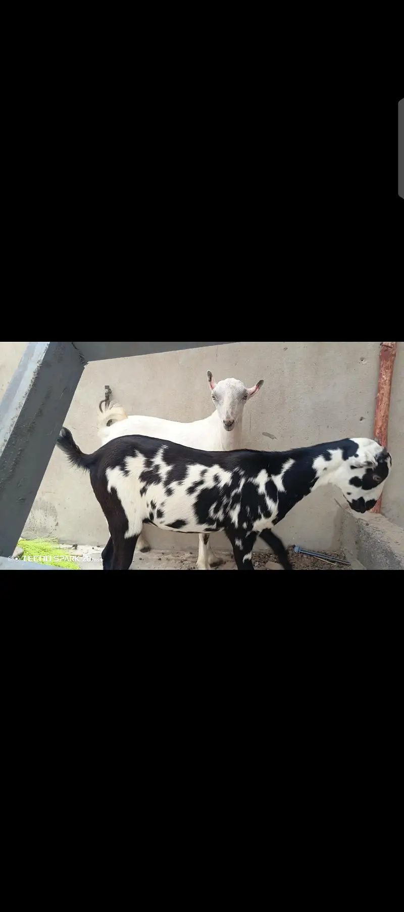 Teddy bakray For sale | Best pair for ablak breeding | bakray — photo 4