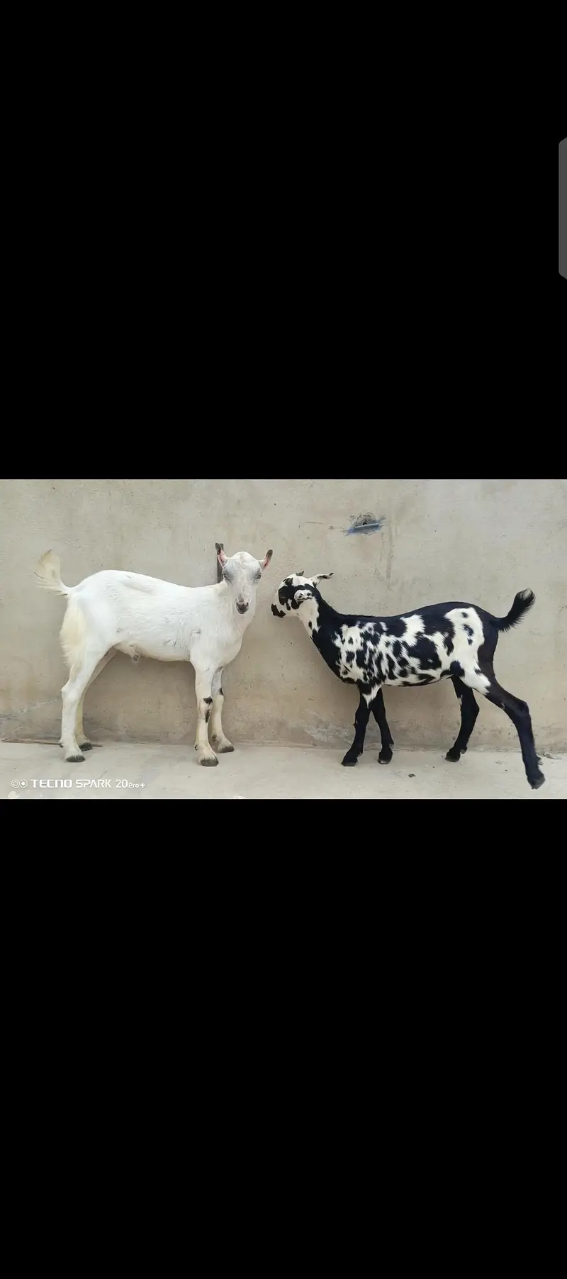 Teddy bakray For sale | Best pair for ablak breeding | bakray — photo 5