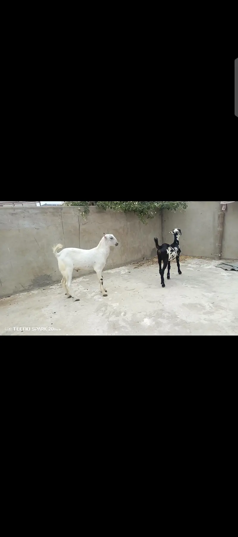 Teddy bakray For sale | Best pair for ablak breeding | bakray — photo 6