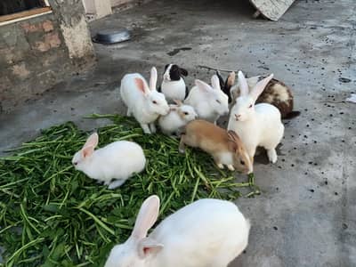 Red Eyes Rabbits
