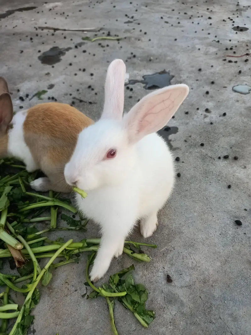 Red Eyes Rabbits — photo 2