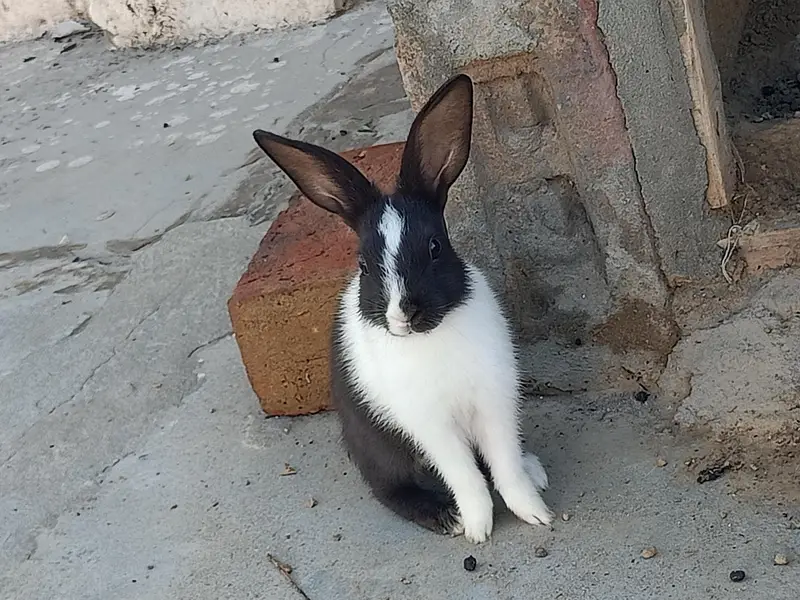 Red Eyes Rabbits — photo 3