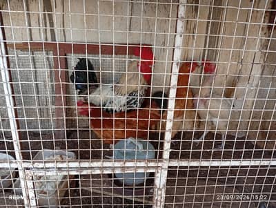 desi murgi for sale