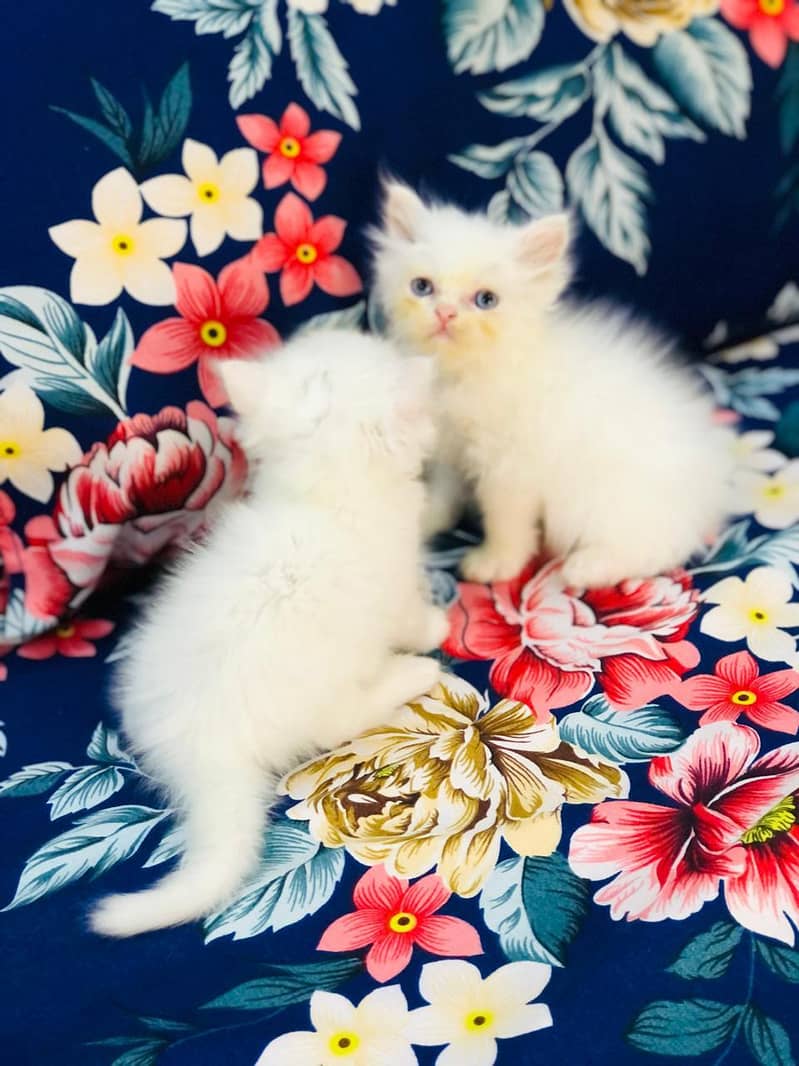Persian kittens 0