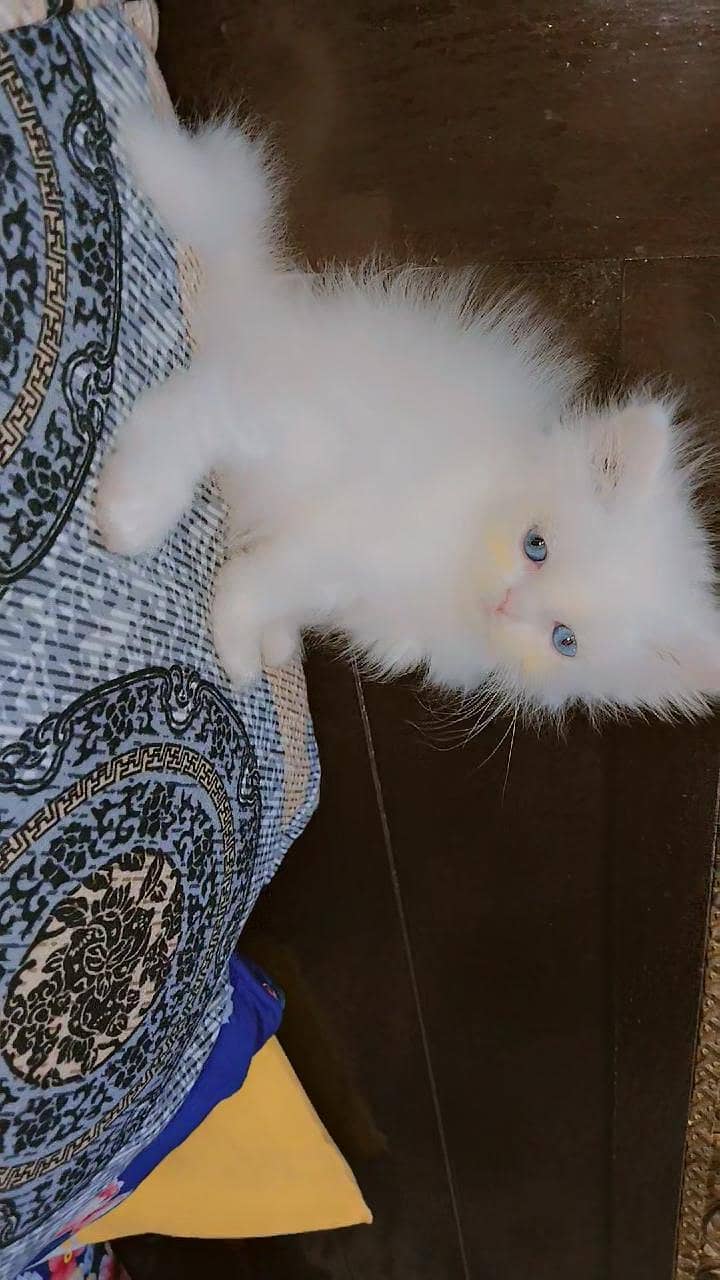 Persian kittens 1